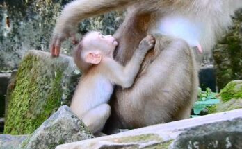 Baby monkey Lily reaching toward her mother in the Angkor Wat forest during a quiet morning moment.