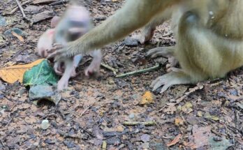 Baby monkey Lily resting against her mother Libby after struggling to keep up in the Angkor Wat forest