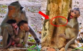A baby monkey presses gently against his mother while she holds another young monkey, sharing a quiet morning moment beneath the ancient trees of Angkor Wat.