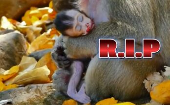 Mother monkey sitting quietly with her newborn beneath trees in the Angkor Wat forest