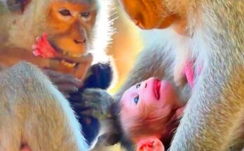 Baby monkey gently reaching for its mother in the Angkor Wat forest as she turns away, teaching patience and independence.