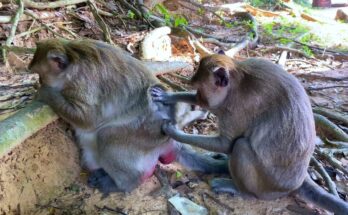 A young monkey pauses thoughtfully beside his mother in the Angkor Wat forest, morning light filtering through ancient trees.