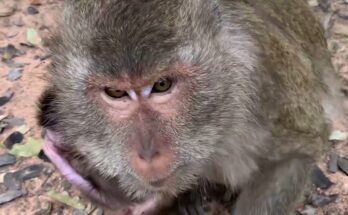 Mother monkey gently nursing her newborn baby beneath the trees near Angkor Wat temple.