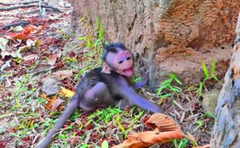 Weak baby monkey Julina resting quietly on forest ground near Angkor Wat while family member stands nearby.
