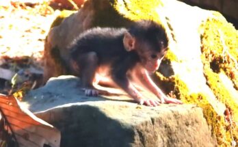 A mother monkey watches calmly as her baby carefully crosses ancient stone steps beneath the trees at Angkor Wat.
