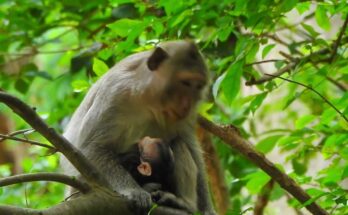 Mother monkey gently cradling her newborn baby while nursing in the Angkor Wat forest