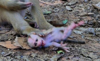 Mother monkey Libby gently holding her baby Lily after a brief cry, surrounded by trees and ancient stones in the forest.
