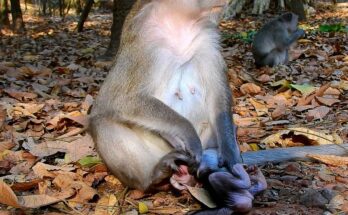Mother monkey Anna gently guides baby Amina beside ancient stone ruins under forest trees at Angkor Wat
