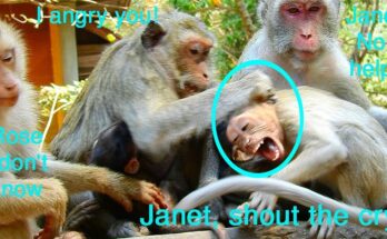 Young monkey Janet sitting quietly near her mother Jane after a tense moment in the Angkor forest