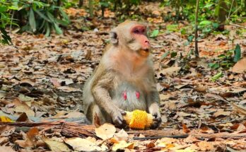 Baby monkey resting calmly against his mother in the shaded forest near Angkor Wat