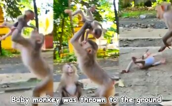 Mother monkey guiding her young baby on a tree branch in the Angkor Wat forest.