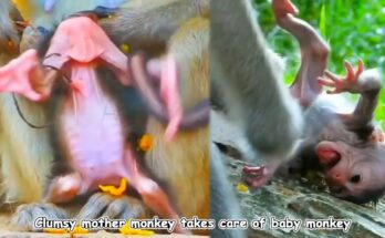 A young mother monkey awkwardly holding her weak newborn on a tree branch in a quiet forest setting.