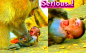 Mother monkey gently holding and nursing her baby in the Angkor Wat forest, surrounded by ancient trees and morning light