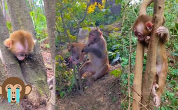 Baby monkey stuck in a tree, comforted by mother in Angkor Wat forest.