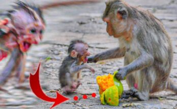 Baby monkey Lily looks up at her mother Alika with wide eyes, a mango held carefully between her tiny hands, under the golden Angkor Wat forest sunlight.