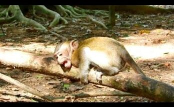 Baby monkey Milo clinging to his mother while calming down after a small tantrum in the Angkor forest.