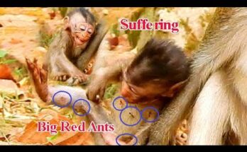 Baby monkey Alba being comforted by her mother after encountering ants on the forest floor