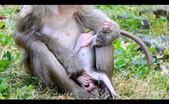 Baby macaque hanging upside down from a tree branch in the Angkor Wat forest during early morning light.