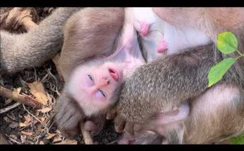 Newborn baby monkey resting safely in its mother’s arms in the Angkor forest.