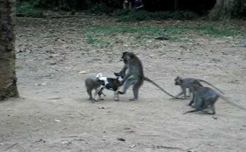 Baby monkey gently playing with a small puppy on the forest floor near Angkor Wat temple trees.