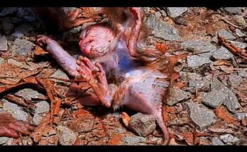 Baby monkey reaching upward after a small fall while mother watches closely in Angkor Wat forest