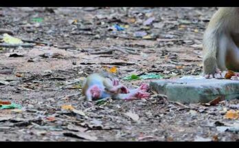 Baby monkey Lucie sitting quietly under a tree, looking up toward her mother Luna in the Angkor Wat forest