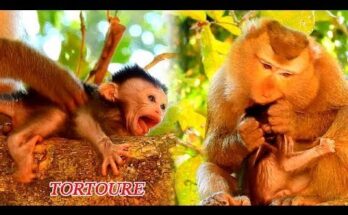 Bonita gently staying close to Baby Dustin in a calm forest clearing near Angkor Wat during a quiet moment of guidance.