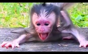 Baby monkey reaching toward its mother on a tree root in the Angkor Wat forest.