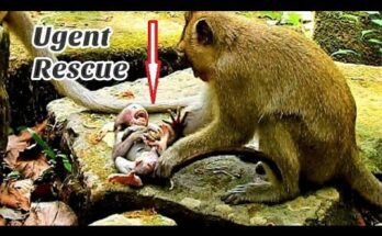 Baby monkey Daniela clinging carefully to a branch while watching an older monkey nearby in the Angkor forest.