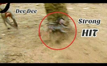 Mother monkey Dee Dee holding baby Daniela closely after a brief moment of surprise in the Angkor forest