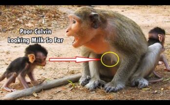 Baby monkey Calvin sitting closely beside his mother Casi on a tree root in the Angkor Wat forest during a quiet morning.