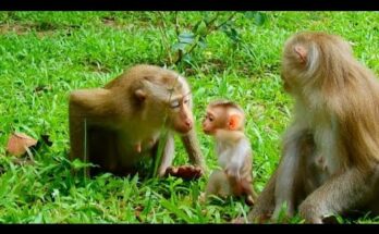 Baby monkey receiving gentle comfort from an older aunty monkey in the peaceful Angkor Wat forest.