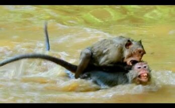 Young female macaque sitting beside a forest pool after climbing out of the water in the Angkor Wat forest.