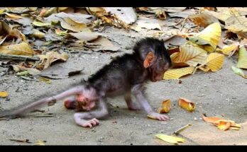 Baby monkey in the Angkor forest taking careful steps while its mother watches nearby