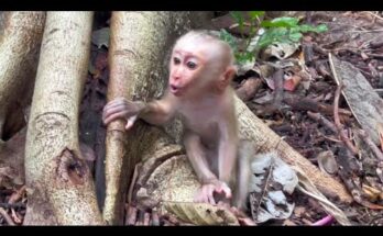 Baby monkey crying for its mother in the misty Angkor Wat forest.