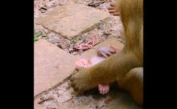 Baby monkey Luna clinging to a tree branch while crying softly in the Angkor Wat forest