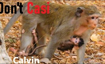 Mother macaque Casi standing protectively near baby Calvin in the Angkor Wat forest.