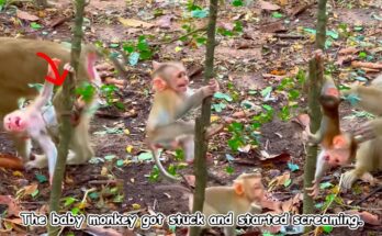 Baby monkey with leg briefly caught between small tree branches while mother gently helps free him in the Angkor forest.