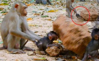 Baby monkey clinging to a stone wall in the misty Angkor Wat forest, moments after a near fall.