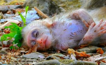 Baby Boris nestled in soft vines, eyes bright under the jungle light.