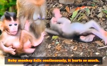 Baby monkey reaching up toward its mother after slipping from a branch in the Angkor Wat forest.