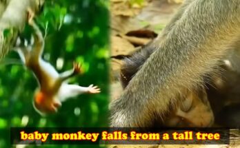Baby monkey sitting on forest leaves in the Angkor forest after slipping from a branch, looking upward while sunlight filters through the canopy.