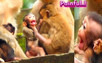 Newborn monkey Natty clinging to his mother while older sibling sits beside them on ancient stones in the Angkor Wat forest.
