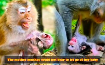 Two-day-old baby monkey clinging gently to his mother on a tree branch in the Angkor Wat forest.