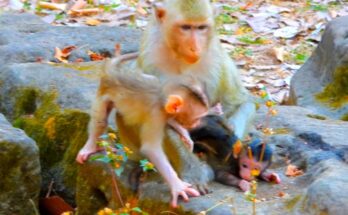 Young monkey Boris watching his mother Brindy gently care for her newborn in the Angkor Wat forest.