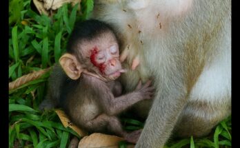Two baby monkeys playfully clinging to each other on a tree branch in the Angkor Wat forest, bathed in soft morning light.