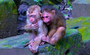 Baila the young monkey gently holds Baby Tinky close under a canopy of trees as gentle rain falls around them in the Angkor Wat forest.