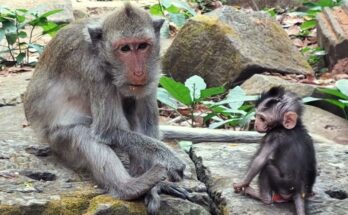 Baby macaque taking first steps on soft earth near ancient Angkor stones.