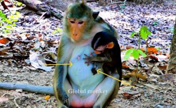 Baby monkey Amina gently comforting her mother in the Angkor Wat forest.