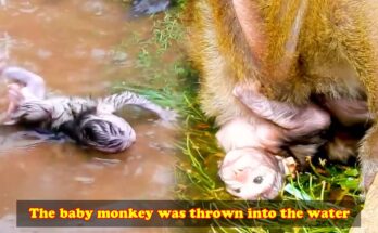Baby monkey climbing from water beneath tree roots in the Angkor forest after slipping from a branch.